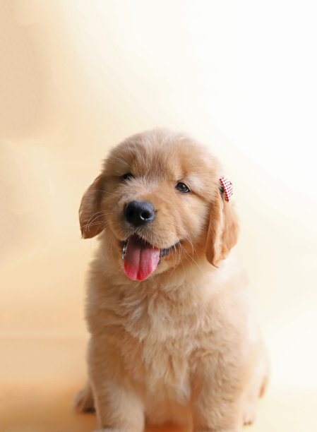 金毛猎犬小狗图片下载