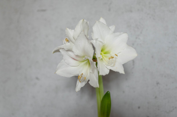 白色孤挺花地板在一个花瓶与墙灰色的背景。图片下载
