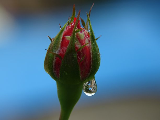 蓓蕾和露珠图片下载