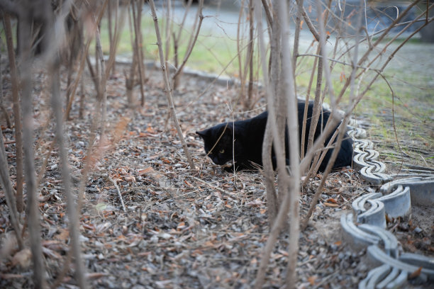 黑猫户外图片下载