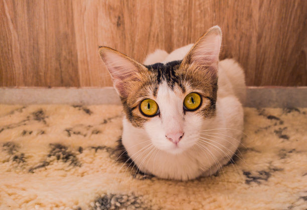 特写镜头白色宠物猫黄色的眼睛坐在地毯与木制背景。图片下载