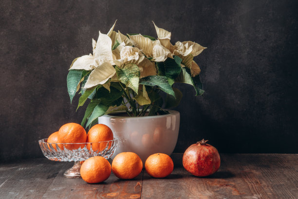 有花的静物，圣诞星和橘子。图片下载