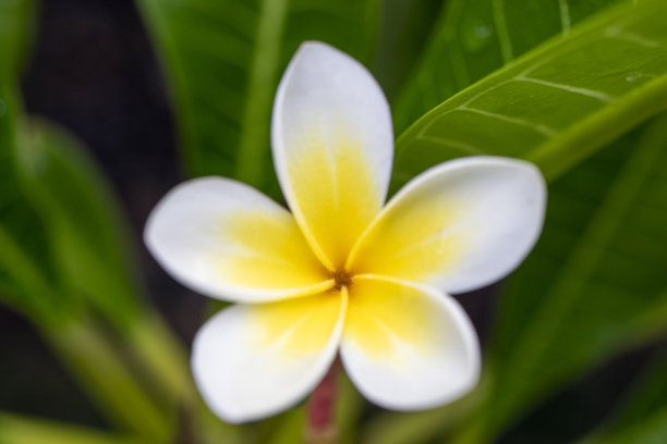 鸡蛋花植物花、树花有白色和黄色两种颜色。特写宏观照片。图片下载