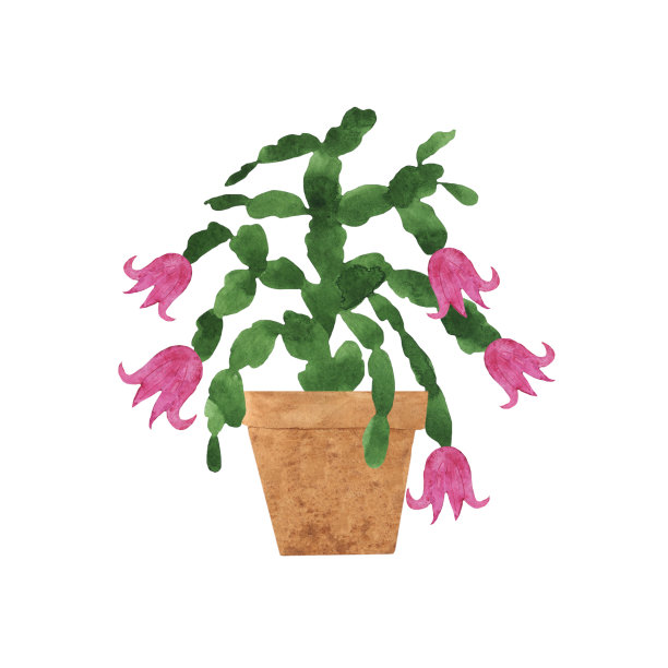 水彩绿色灌木木莲植物生长与粉红色的花在陶罐孤立在白色背景。家用植物手绘插图。年轻的圣诞仙人掌。完美的设计。图片下载