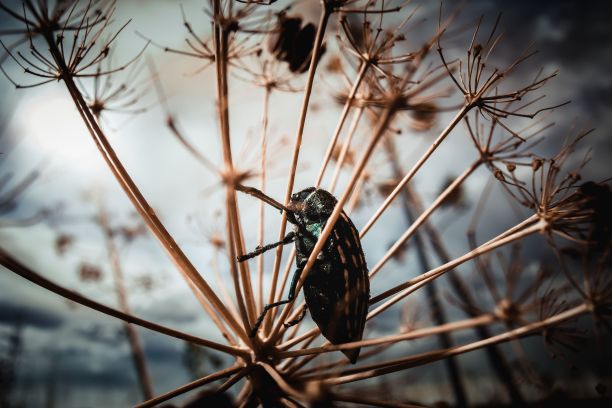 湿甲虫试图通过爬上植物来逃避水图片下载