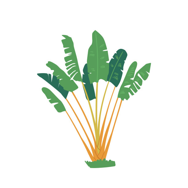 香蕉棕榈树与绿叶平面设计元素孤立在白色背景上。热带植物叶图片下载