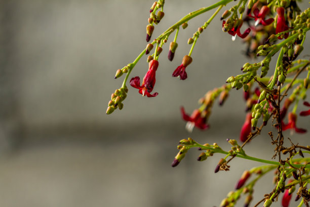 这是一朵盛开的碧莲花的小枝，花的形状小而密集，颜色呈粉红色和暗红色图片下载