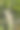 美丽的垂直照片的绿色和白色观赏兔尾草是在一个花园里的秋天图片下载