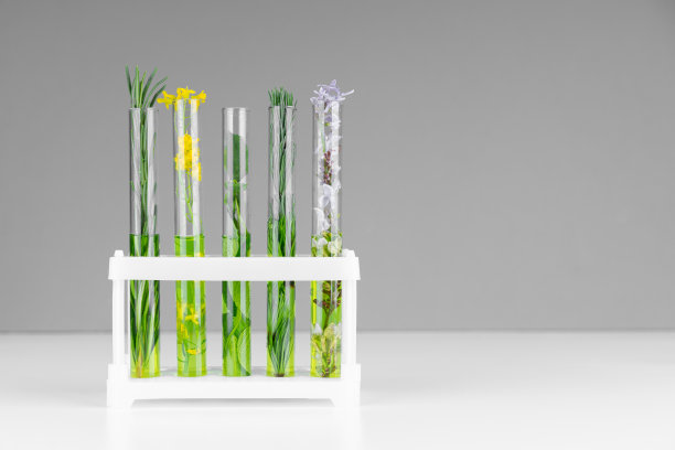 在浅灰色背景上放有植物和绿色液体的试管架。植物实验室研究。图片下载