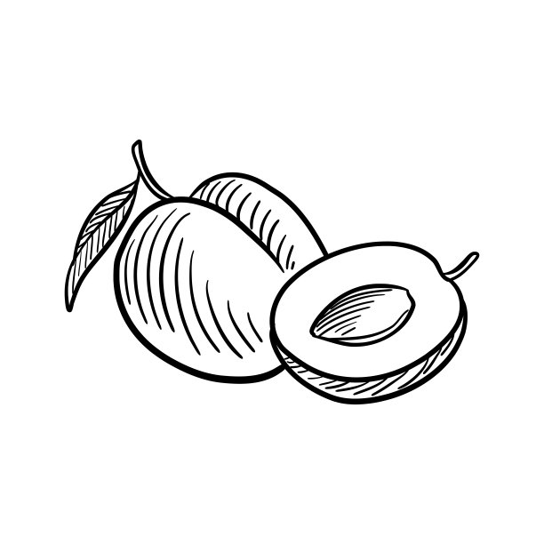 杏子，水果矢量图图片下载