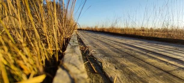 沼泽地里的木板路图片下载