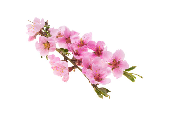 樱花花朵孤立图片下载