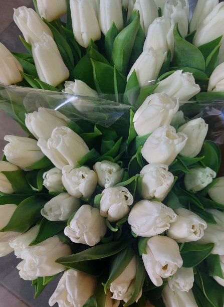 郁金香图片下载