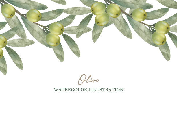 水彩橄榄枝与绿色的橄榄枝图片下载