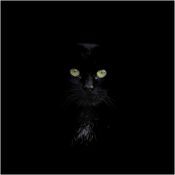 黑人对黑人图片下载