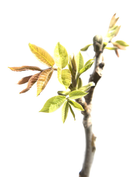 核桃树叶图片下载