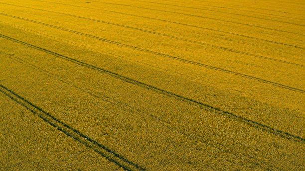 鸟瞰黄色麦田。成熟的麦田。农业景观图片下载