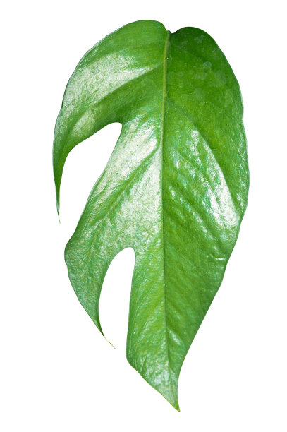 绿色的叶子孤立在白色的背景与剪辑路径。图片下载