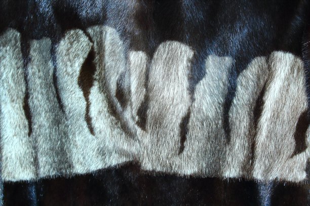 貂皮大衣。皮毛。特写镜头。背景。纹理。图片下载