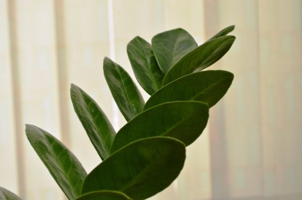 异国情调的叶子图片下载