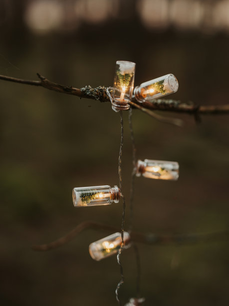 森林中美丽的圣诞树串灯氛围图片下载