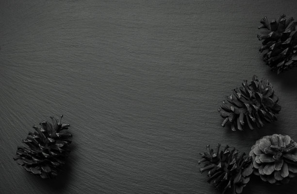 装饰性的松果图片下载