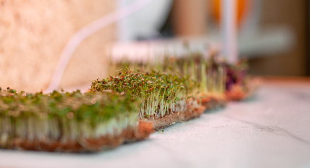 近距离拍摄芥菜、芝麻菜和其他在家种植的植物。图片下载