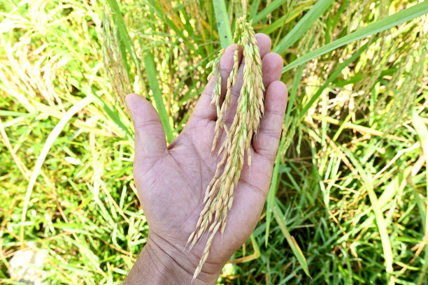 特写一束成熟的黄色绿色水稻作物的谷物牵手在农场上方的焦点绿色棕色的背景。图片下载