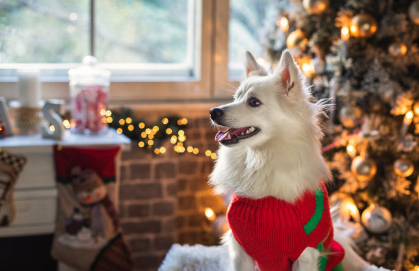 欢快的小狗坐在圣诞树旁的椅子上图片下载