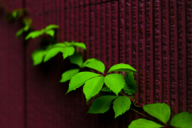 攀缘植物绿叶背景图片下载