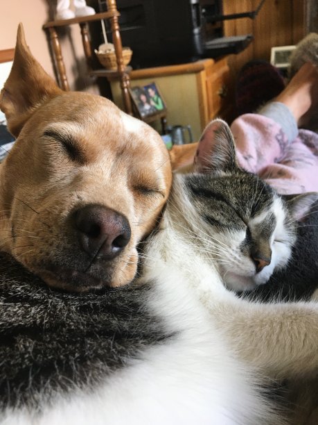 猫做枕头绝对是最好的!图片下载