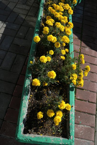 在城市花坛种不同的花图片下载