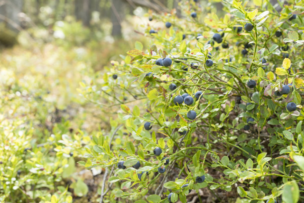 在森林里和飞机上的野生蓝莓的浆果和叶子图片下载