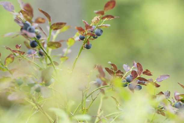 在森林里和飞机上的野生蓝莓的浆果和叶子图片下载
