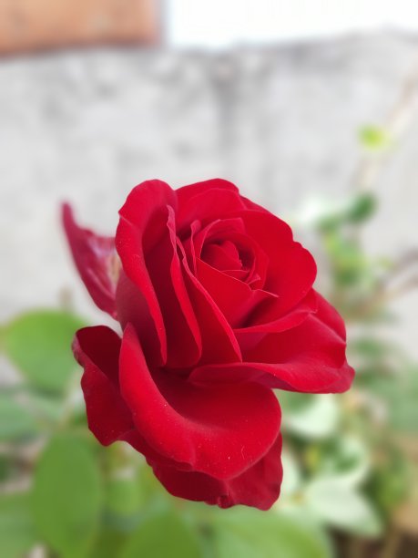 红玫瑰花朵图片下载