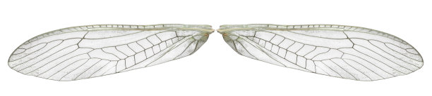 翅膀石蝇-鞘翅目，昆虫纲。孤立的维图片下载