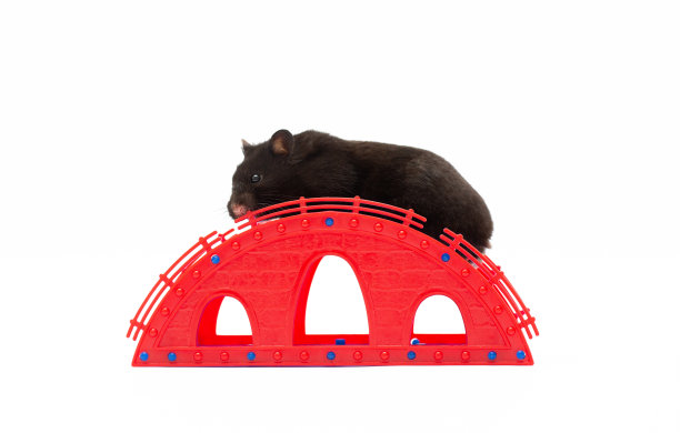 可爱的小仓鼠，坐在红房子前孤立在白色的背景上。图片下载