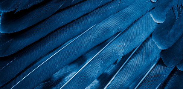 清晰可见的蓝鹰羽毛。背景或纹理图片下载