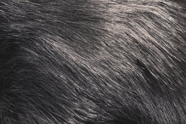 宏观的皮毛，自然的纹理图片下载