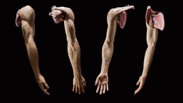 3D上肢全外部解剖图片下载