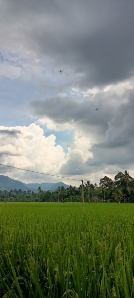 稻田平静图片下载