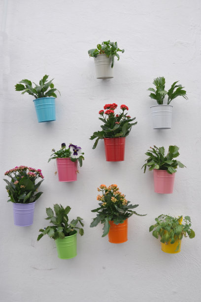 出现的花图片下载