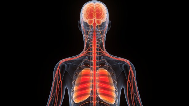 人体内部器官大脑与肺解剖图片下载