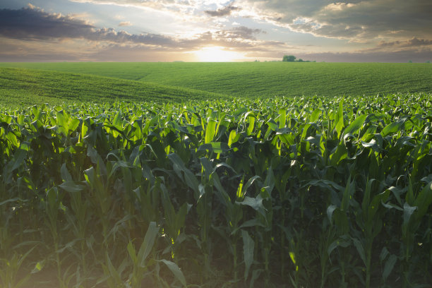 乌克兰蔚蓝的天空下，青翠的玉米秸秆田图片下载