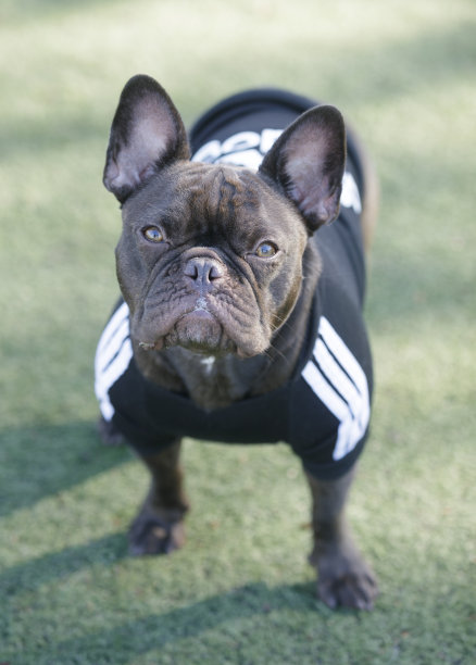 16个月大的巧克力斑纹雄性法国斗牛犬盛装打扮，看着镜头图片下载