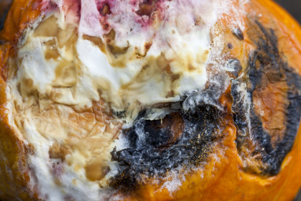 腐烂的对健康有害的橙色南瓜图片下载