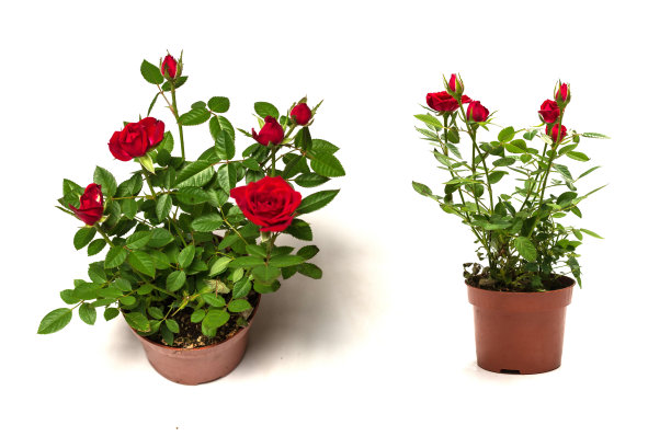 红玫瑰在盆中孤立在白色背景上。图片下载