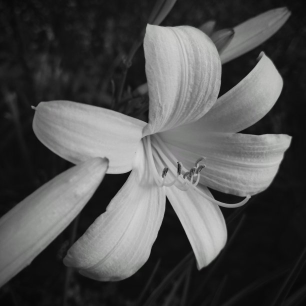 黑白百合盛开的特写图片下载