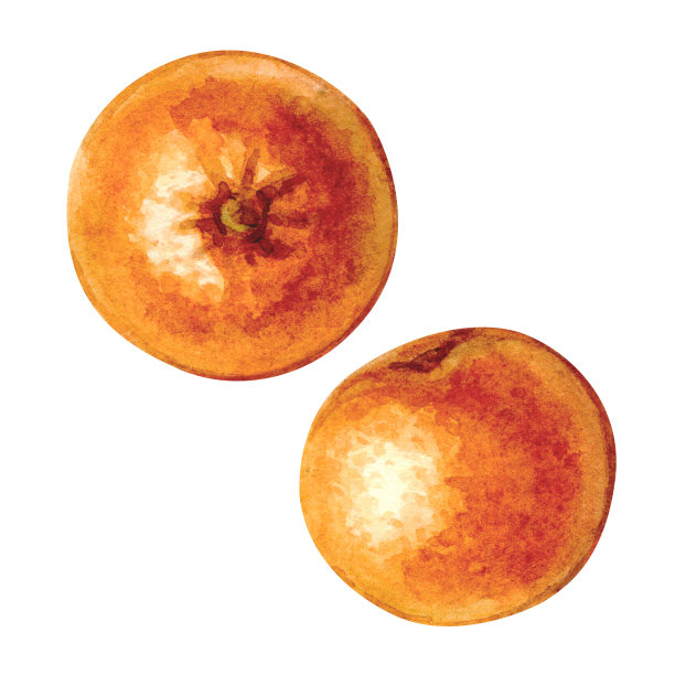 水彩插图的两个橘子孤立在白色背景。明亮的水果集合。图片下载