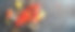 海鲜搭配龙虾，牡蛎，三文鱼塔塔，黑鱼子酱俯视图图片下载